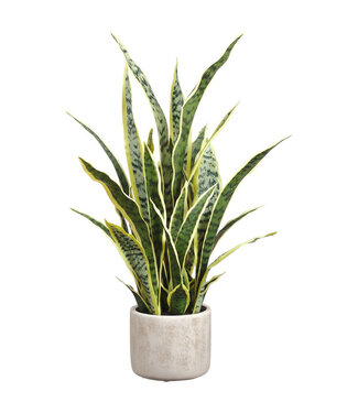 Sansevière vert 2 tons en pot 28 po