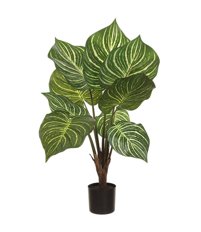 Plante alocacia zébrina en pot 28 po