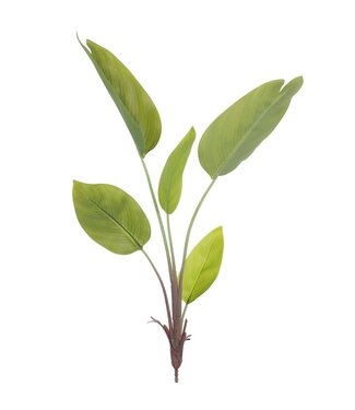 Feuilles de Canna  31 po