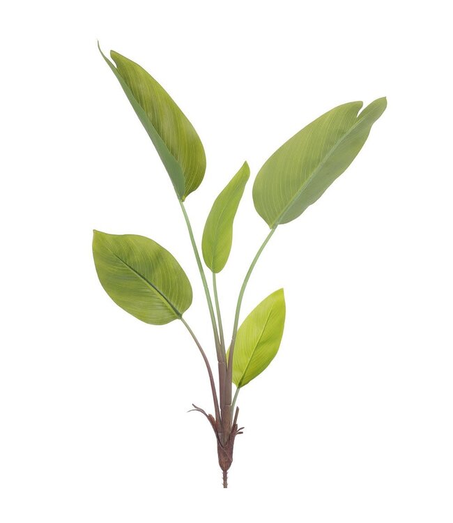 Feuilles de Canna  31 po
