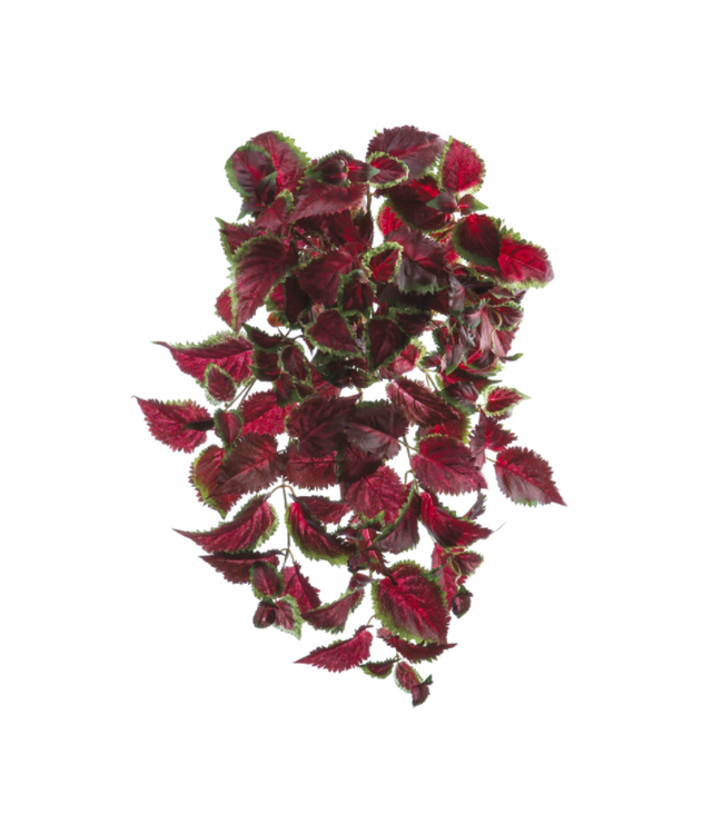 Coleus retombant UV 25 po