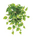 Pothos retombant UV vert blanc 19 po