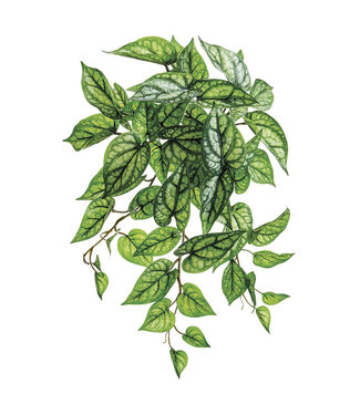 Tige de Peperomia retombante UV 18 po