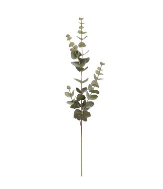 Tige d'eucalyptus grisâtre 32 po