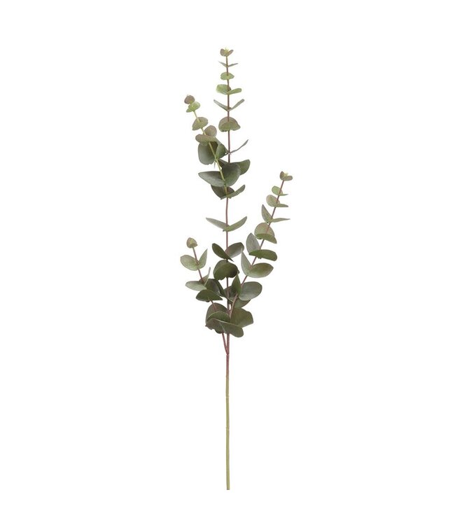 Tige d'eucalyptus grisâtre 32 po