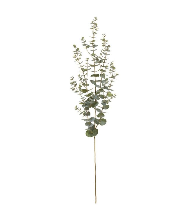 Tige d'eucalyptus grisâtre 57 po