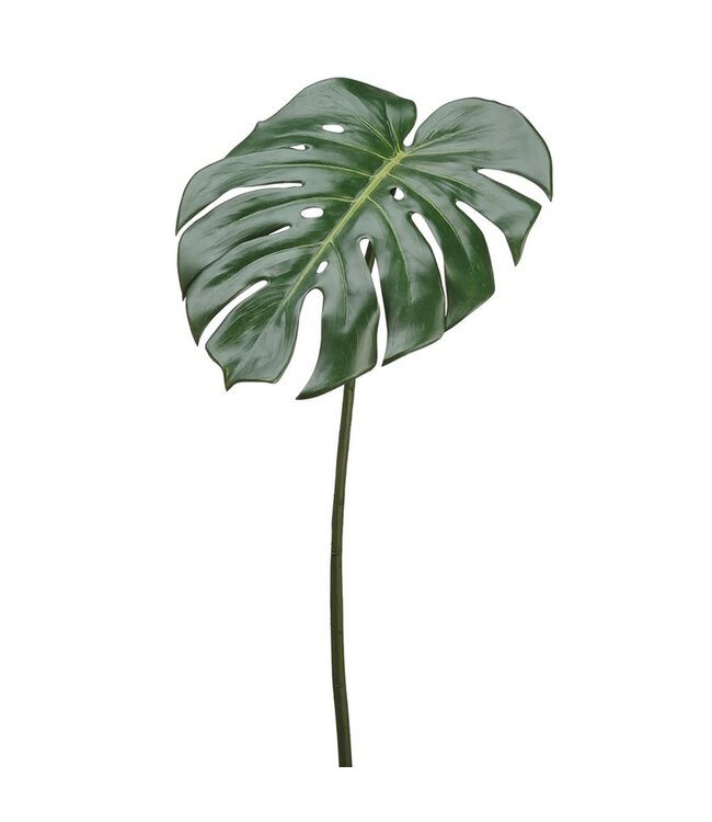 Tige philodendron 23 po