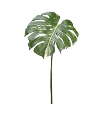 Tige de philodendron crème et vert 23 po