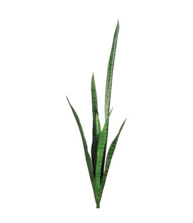 Tige de sansevière 41 po
