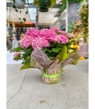 Hydrangea rose 6 ,5po