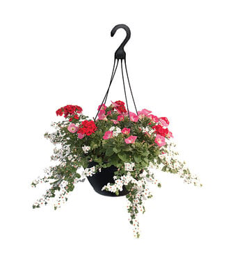 2 POUR 50$ EN BOUTIQUE! | Jardinière de fleurs mixte 12 po