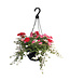 Jardiniere de fleurs mixte 12 po
