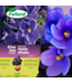 Terreau violettes africaines | Drainage idéal et floraison durable