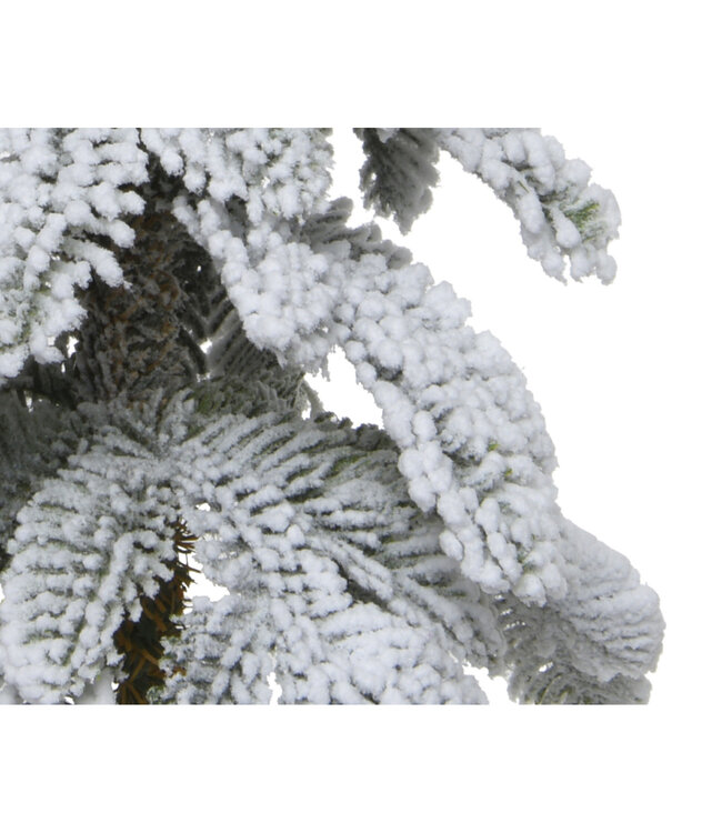 Sapin Alpine enneigé