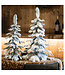 Sapin Alpine enneigé