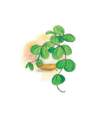 Carte - Plante retombante
