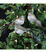 Oiseau gris et brun sur clip (3 ass.)