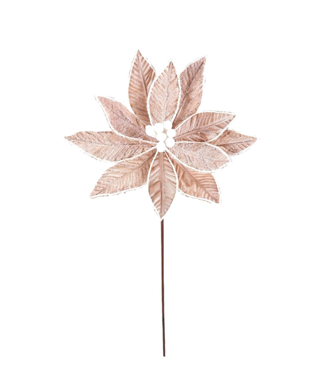 Tige de poinsettia beige givrée