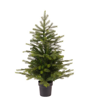 Mini sapin Grandis en pot 17,5 po