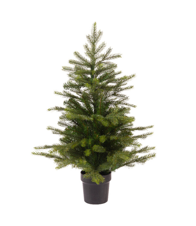 Mini sapin Grandis en pot 17,5 po