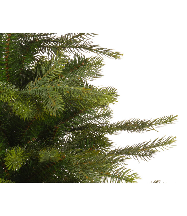 Mini sapin Grandis en pot 17,5 po