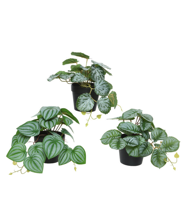 Plante verte retombante 7 po (3 ass.)