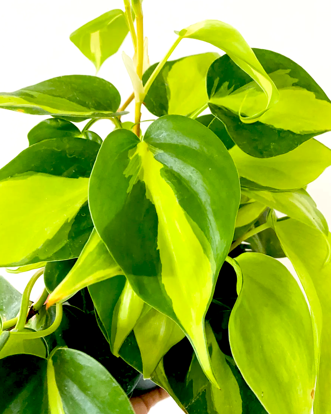 Soldes Jardin et Maison