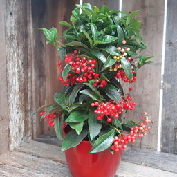 Plantes de Noël | Azalée, Ardisia, Cupressus et plus encore