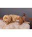 Golden retriever -  Compagnon décoratif chaleureux