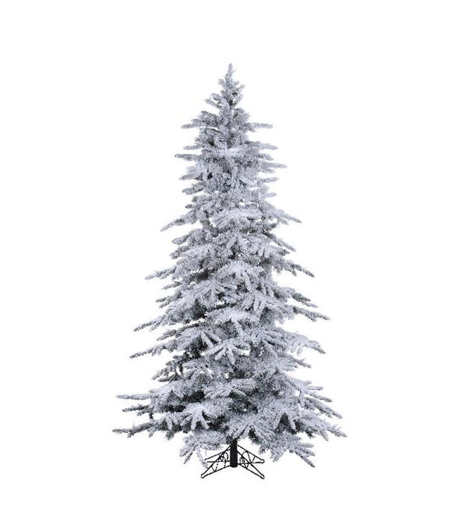 Sapin Balsam Enneigé – Charme hivernal et élégance naturelle pour un Noël magique