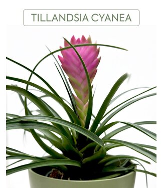 Tillandsia cyanea 4 po