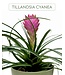 Tillandsia cyanea - L’élégance tropicale qui enchante votre intérieur