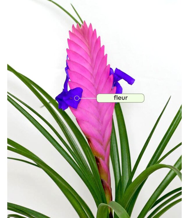 Tillandsia cyanea - L’élégance tropicale qui enchante votre intérieur