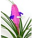 Tillandsia cyanea - L’élégance tropicale qui enchante votre intérieur
