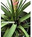 Tillandsia cyanea - L’élégance tropicale qui enchante votre intérieur