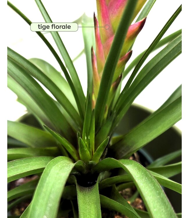 Tillandsia cyanea - L’élégance tropicale qui enchante votre intérieur