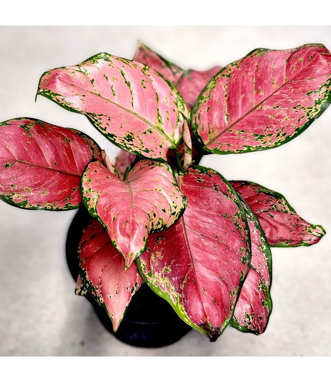 Aglaonema Red Valentine 6 po