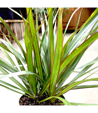 Dracaena marginata 6 po