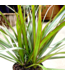 Dracaena marginata 6 po