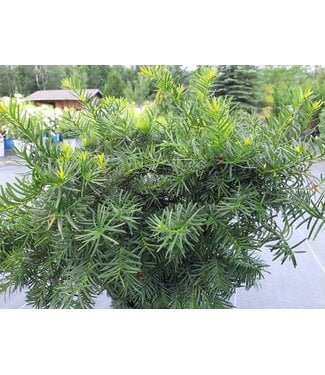 taxus densiformis 3 gal