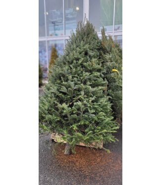Sapin de Noël naturel baumier