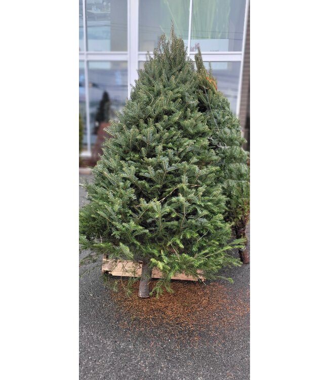 Sapin de Noël naturel baumier - Fraîcheur et tradition