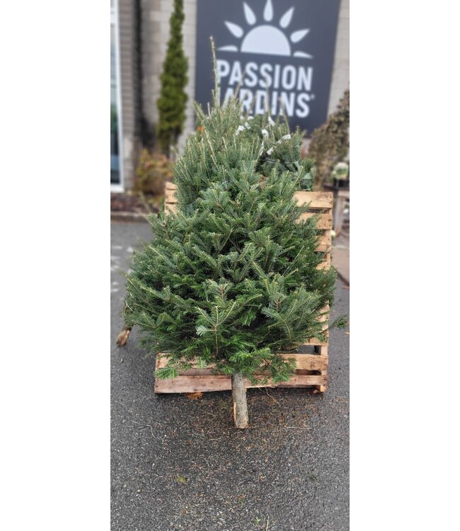 Sapin de Noël naturel baumier - Fraîcheur et tradition