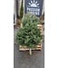 Sapin de Noël naturel baumier - Fraîcheur et tradition