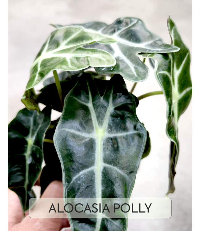 Alocasia Polly
