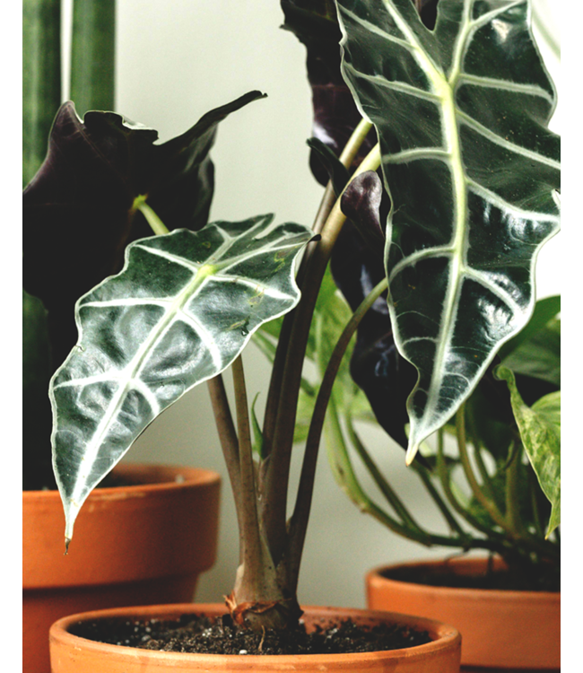Alocasia Polly