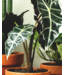 Alocasia Polly