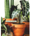 Alocasia Polly