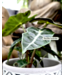Alocasia Polly