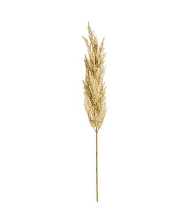 Pampas | Élégance et Douceur Intemporelle pour Votre Décor